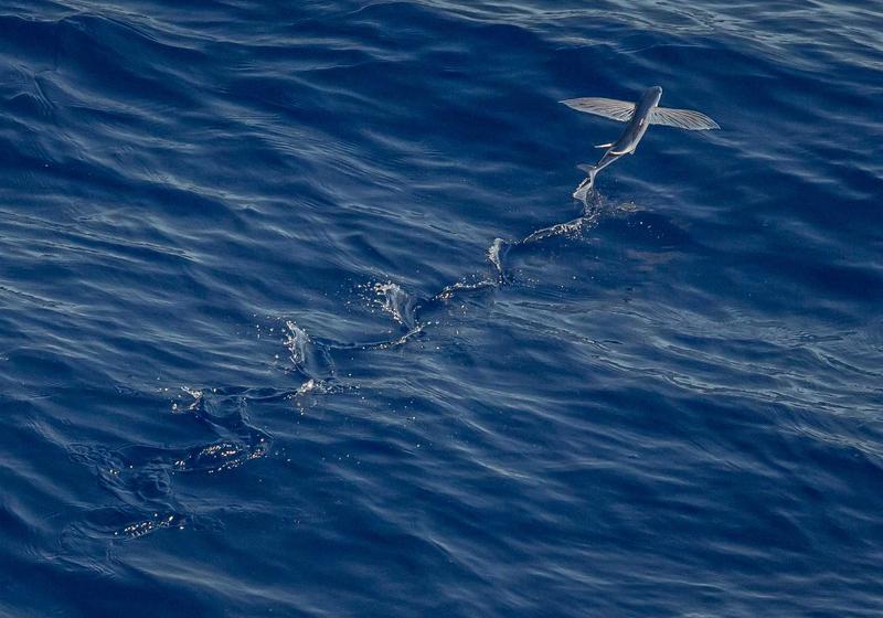 Horizon Business Tower